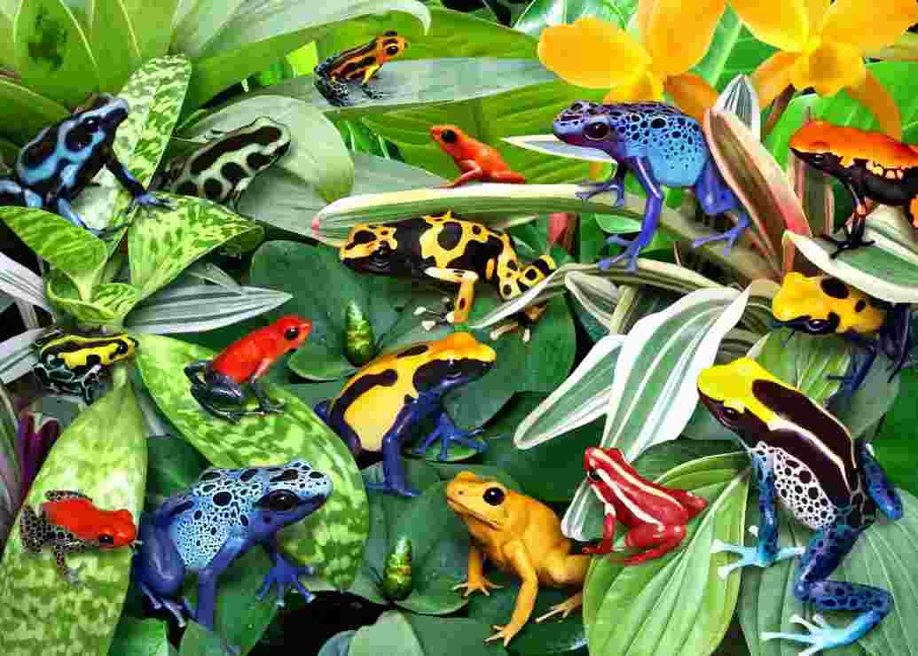 Alipson Puzzle - Puzzle Fun Frogs - 500 dielov