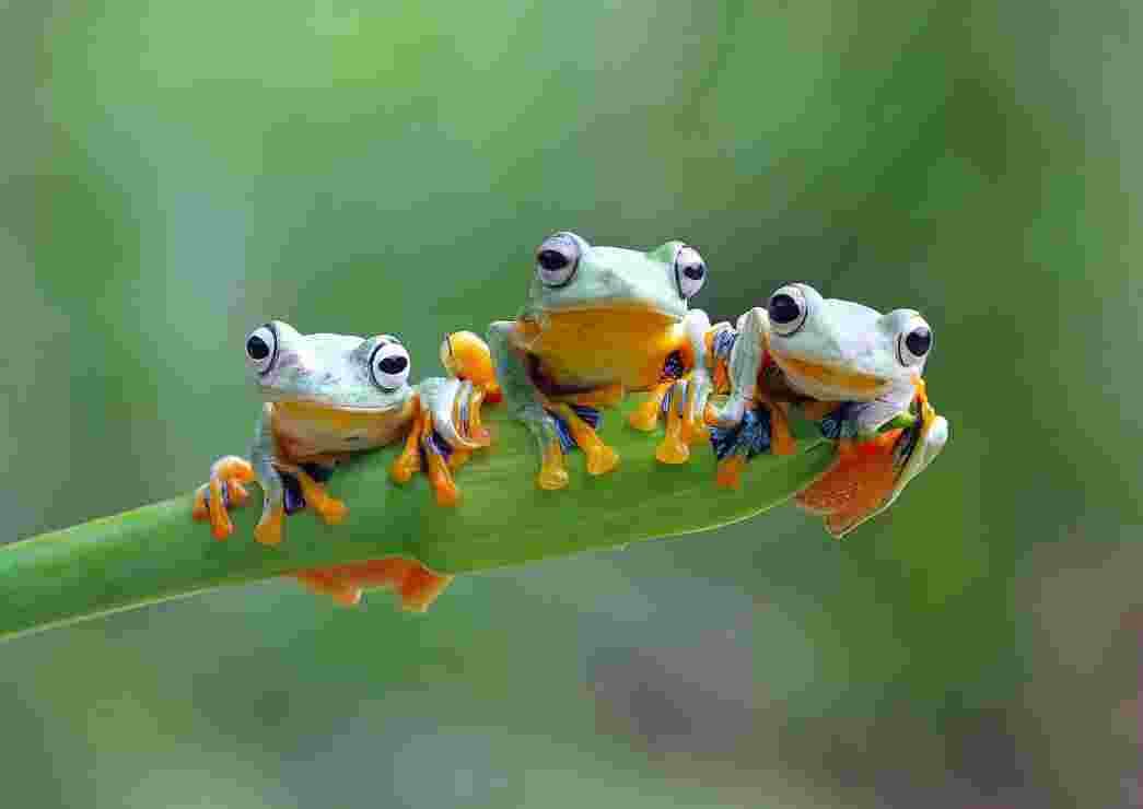BlueBird - Puzzle Friendly Frogs - 500 dielov
