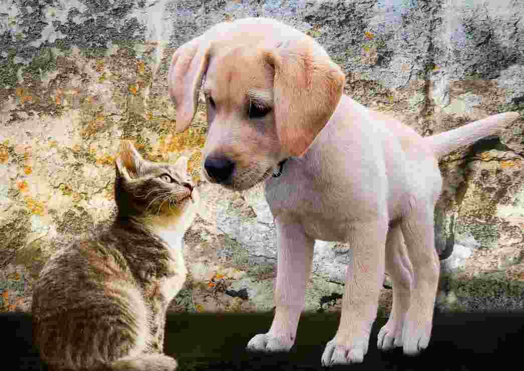 BlueBird - Puzzle Kitten and Puppy - 500 dielov