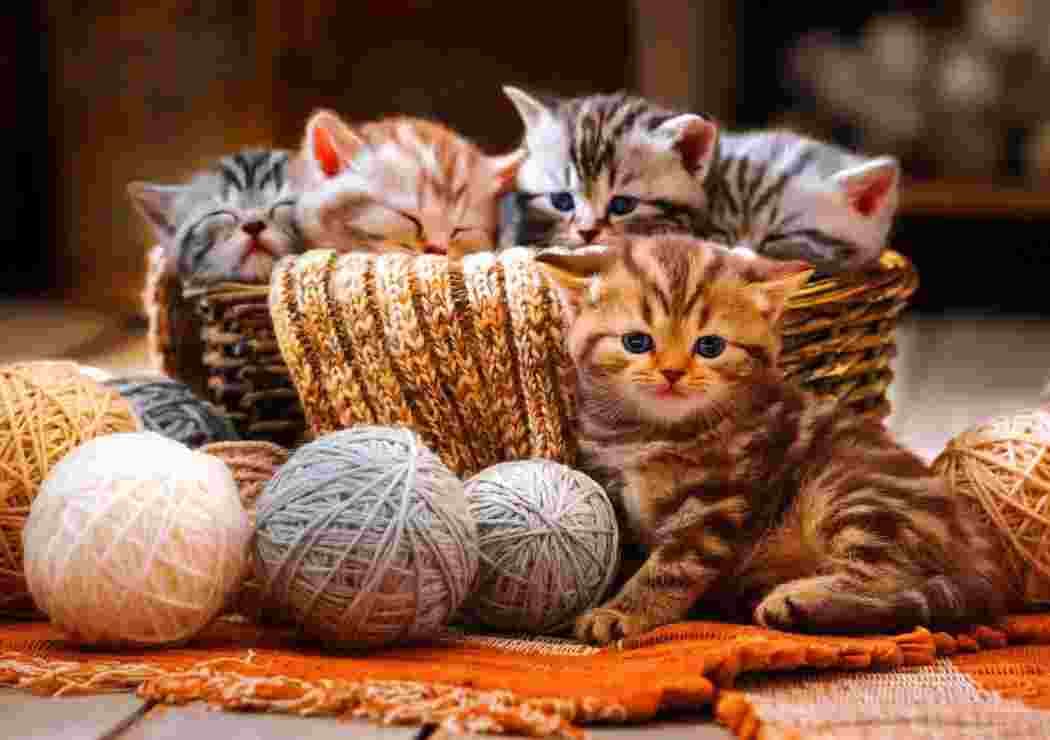 BlueBird - Puzzle Kittens in Basket - 1000 dielov