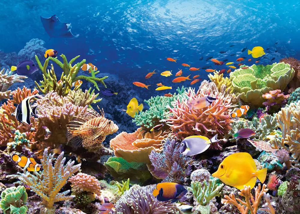 Castorland - Puzzle Coral Fish - 1000 dielov
