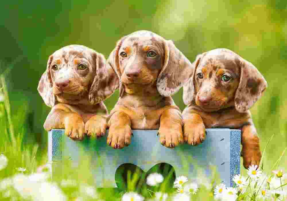 Castorland - Puzzle Cute dachshunds - 500 dielov