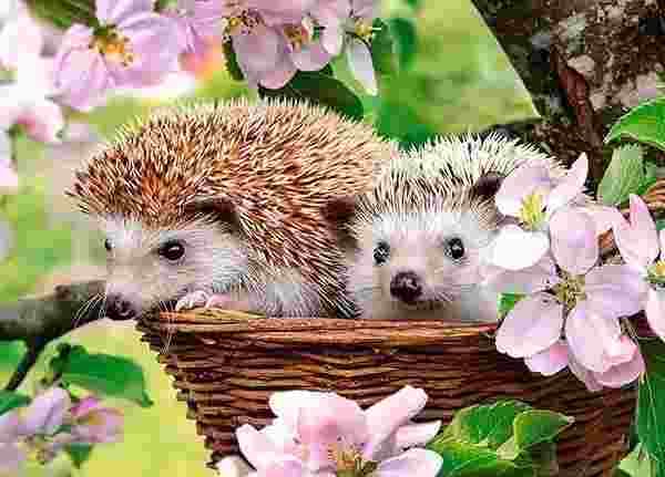 Castorland - Puzzle Hedgehogs in basket - 120 dielov