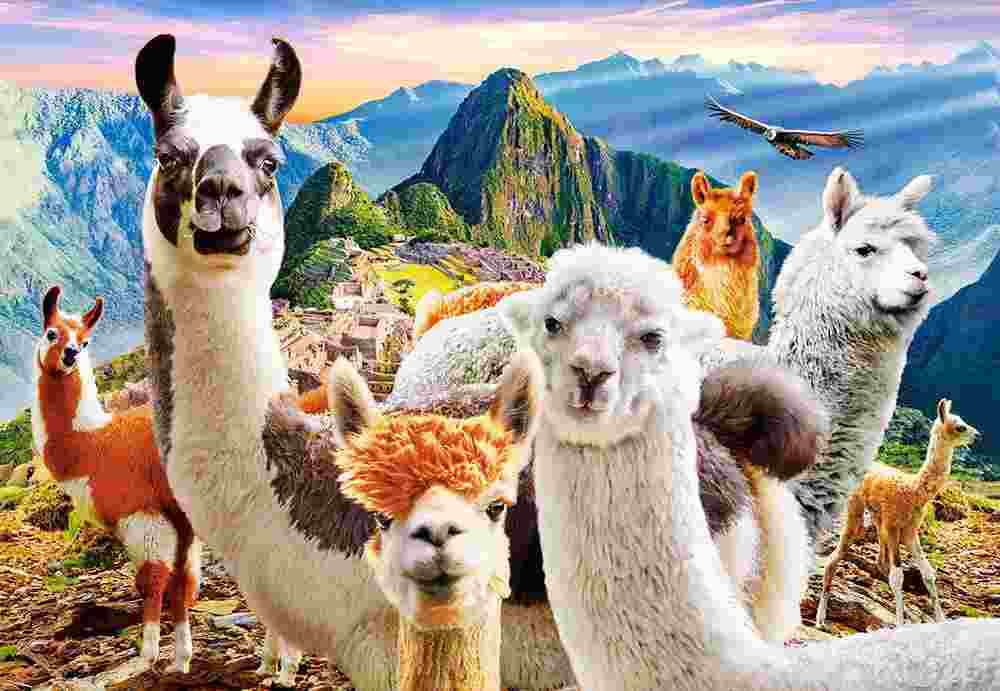 Castorland - Puzzle Llamas Selfie - 1000 dielov