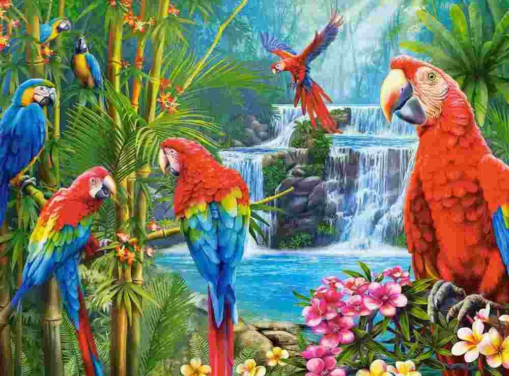 Castorland - Puzzle Parrot Meeting - 2000 dielov