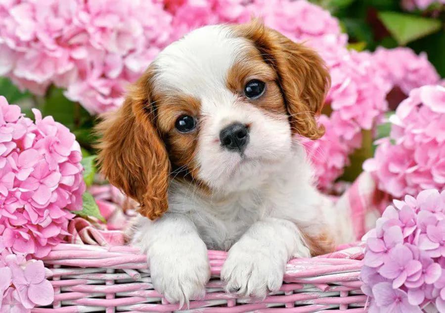 Castorland - Puzzle Pup in Pink Flowers - 500 dielov