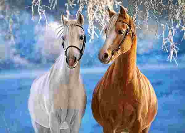 Castorland - Puzzle The Winter Horses - 260 dielov