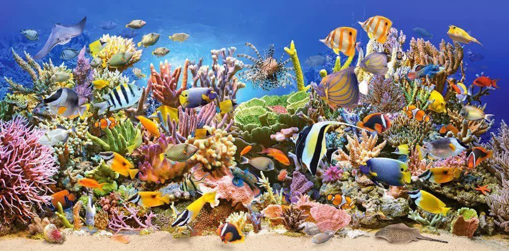 Castorland - Puzzle Underwater Life - 4000 dielov