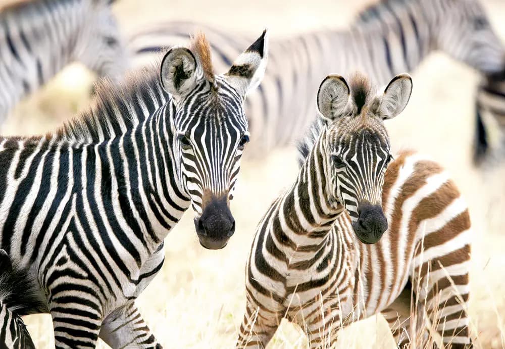 Castorland - Puzzle Young Zebras - 1000 dielov