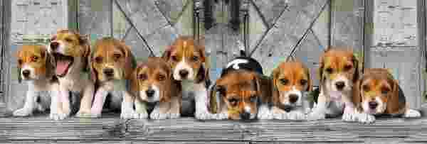Clementoni - Puzzle Beagles - 1000 dielov