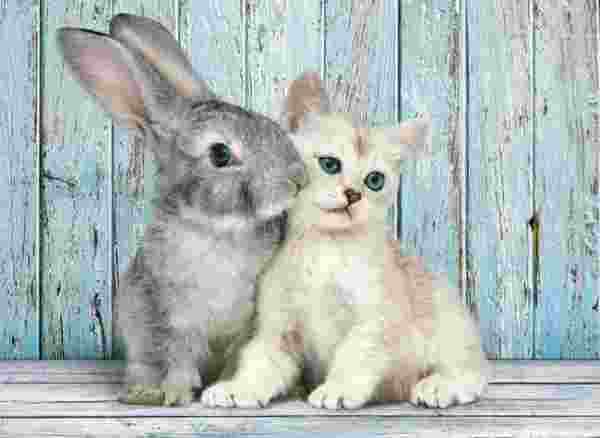 Clementoni - Puzzle Cat With Rabbit - 500 dielov