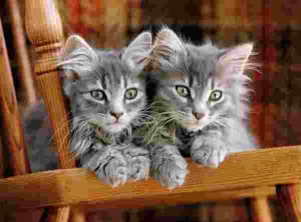 Clementoni - Puzzle Kittens - 500 dielov