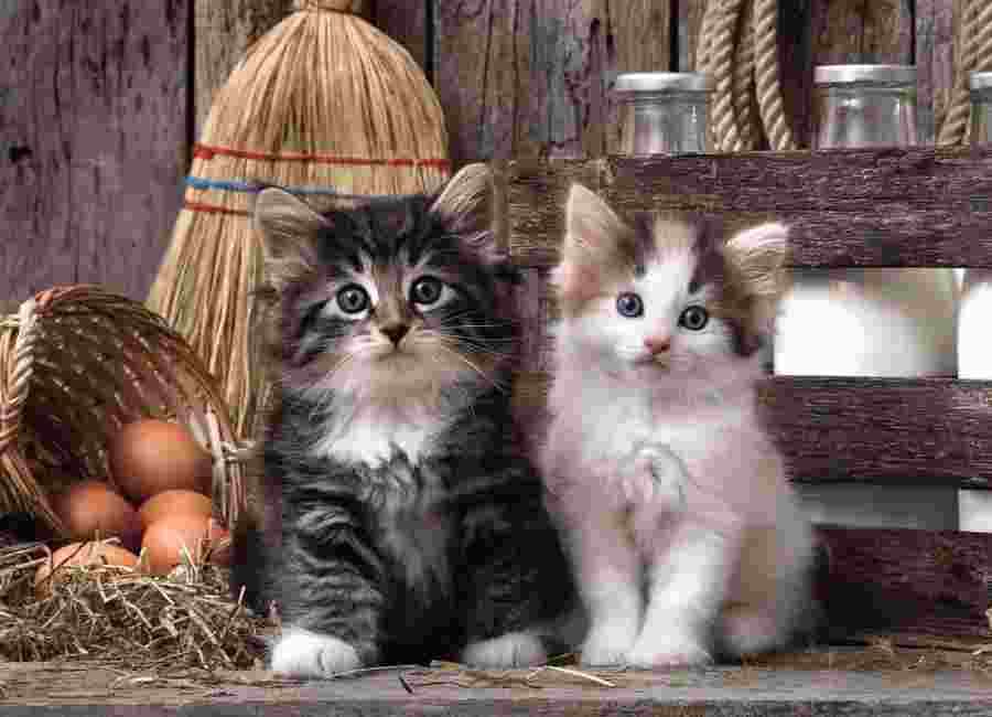 Clementoni - Puzzle Lovely kittens - 1000 dielov