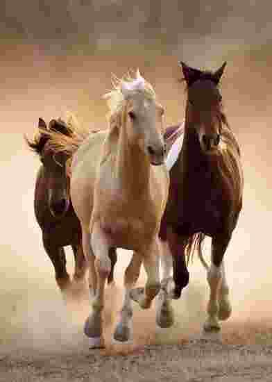 Clementoni - Puzzle Running Horses - 1000 dielov