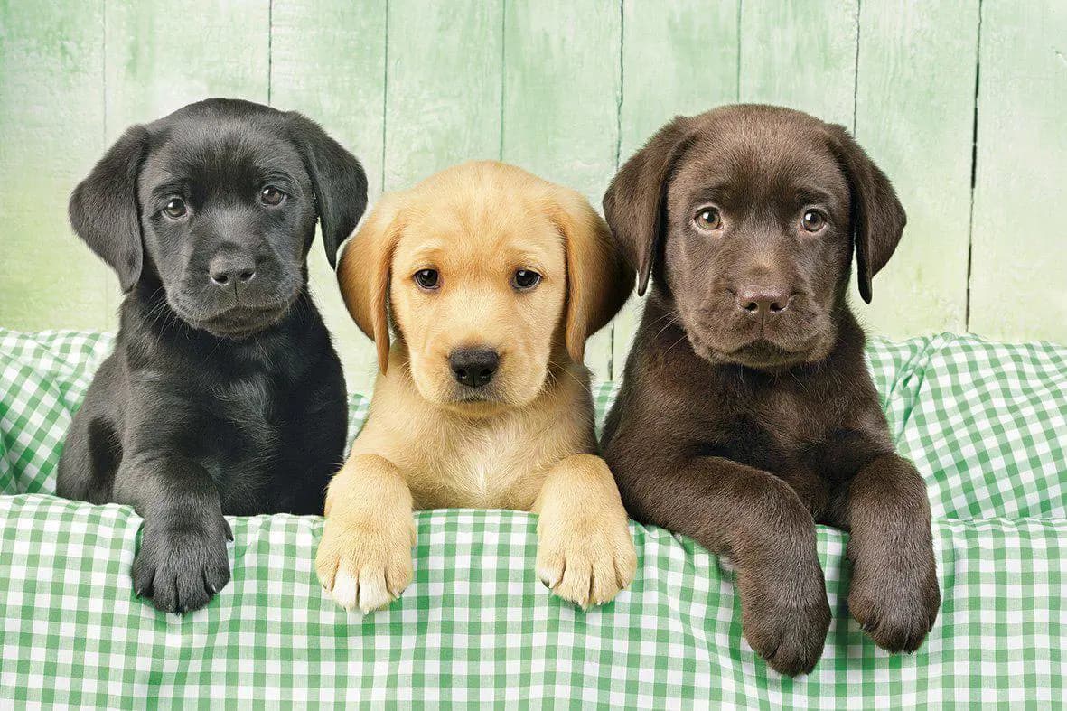 Clementoni - Puzzle Three Labs - 1000 dielov