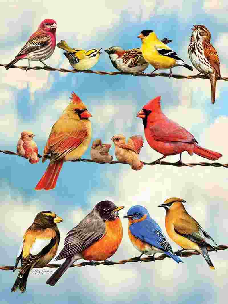 Cobble Hill - Puzzle Birds on a Wire - 500 dielov