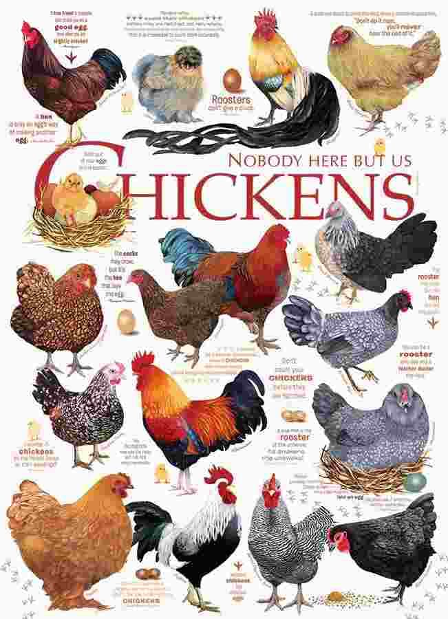 Cobble Hill - Puzzle Chicken Quotes - 1000 dielov