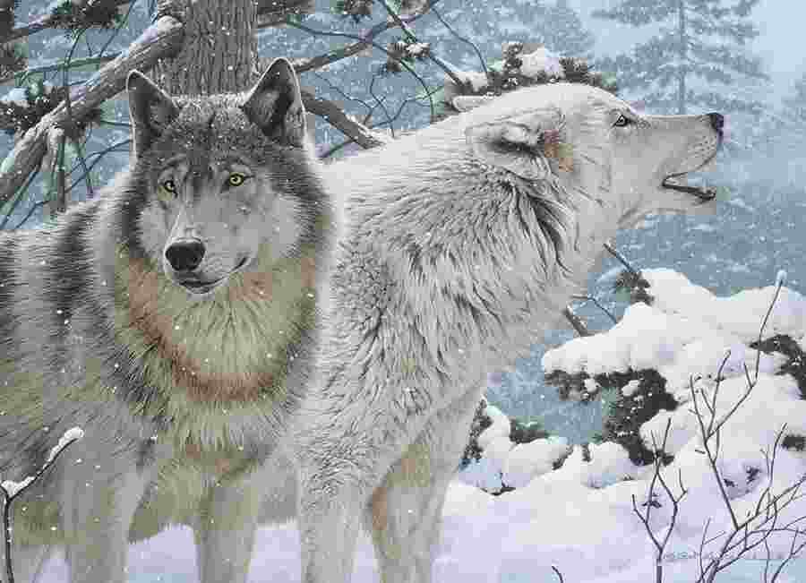 Cobble Hill - Puzzle Wolves in winter - 500 dielov