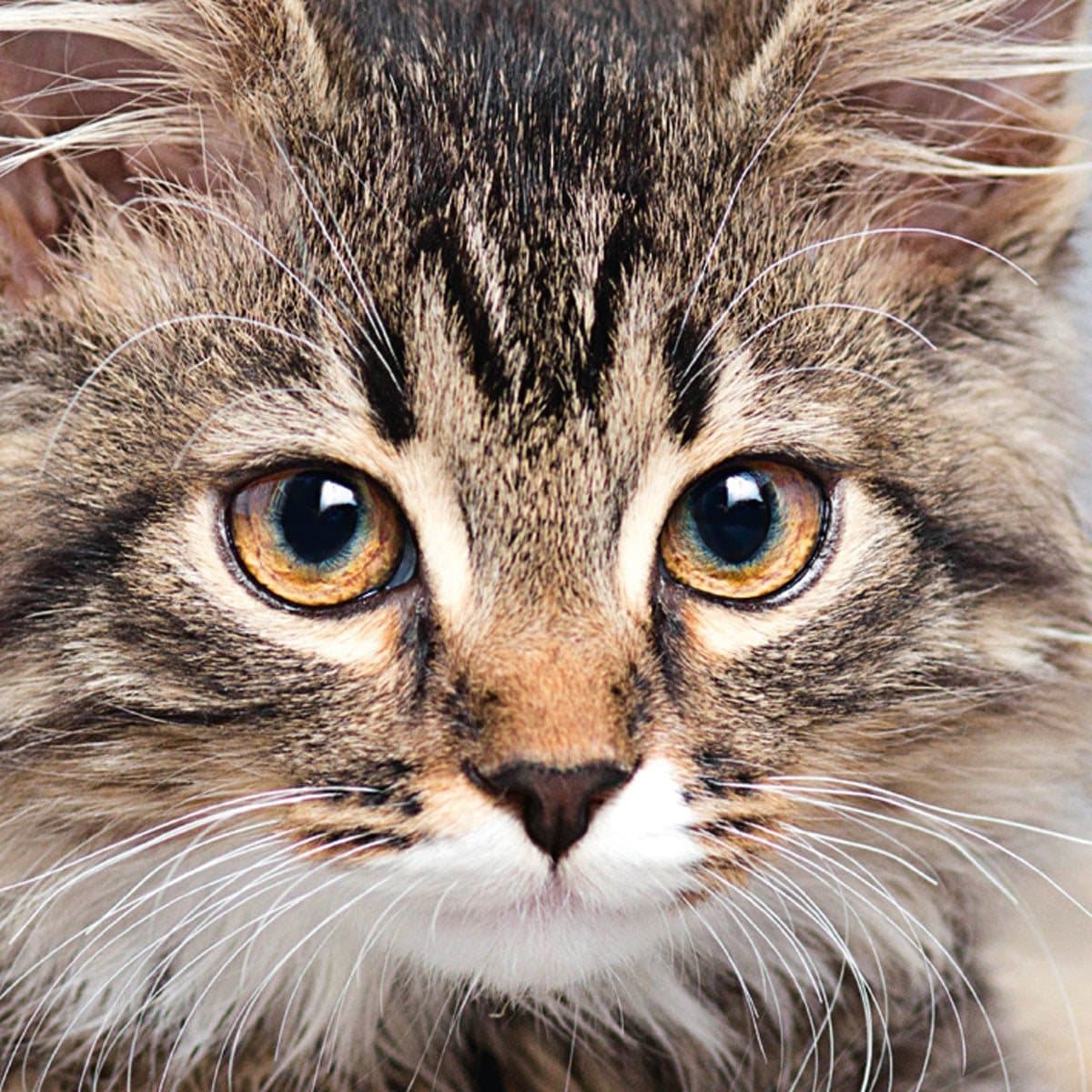 CURIOSI Čtvercové puzzle Q Animal: Kočka 66 dílků