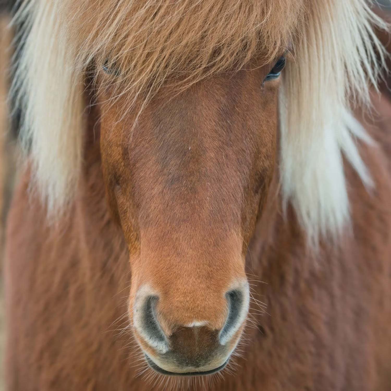 CURIOSI Čtvercové puzzle Q Animal: Kůň 66 dílků