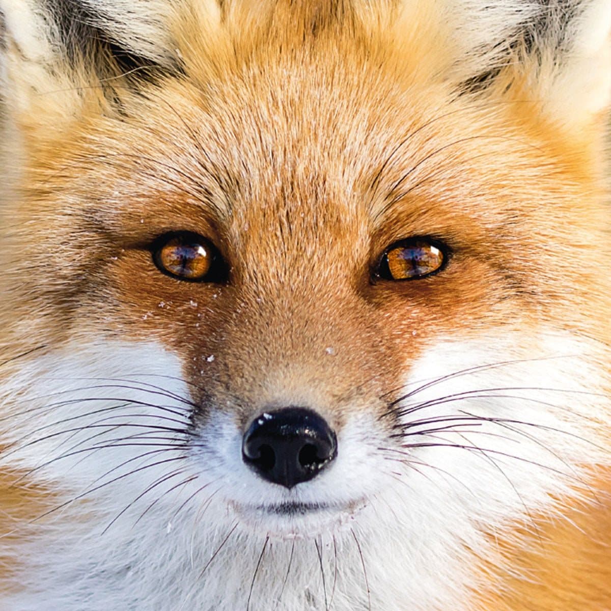 CURIOSI Čtvercové puzzle Q Animal: Liška 66 dílků