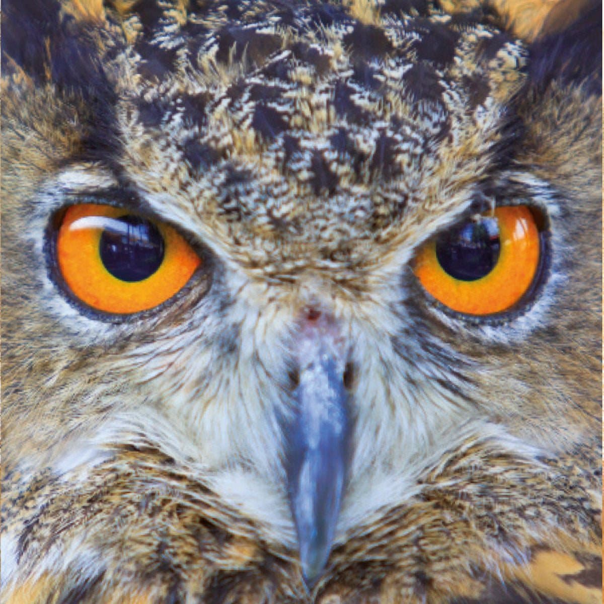 CURIOSI Čtvercové puzzle Q Animal: Sova 66 dílků