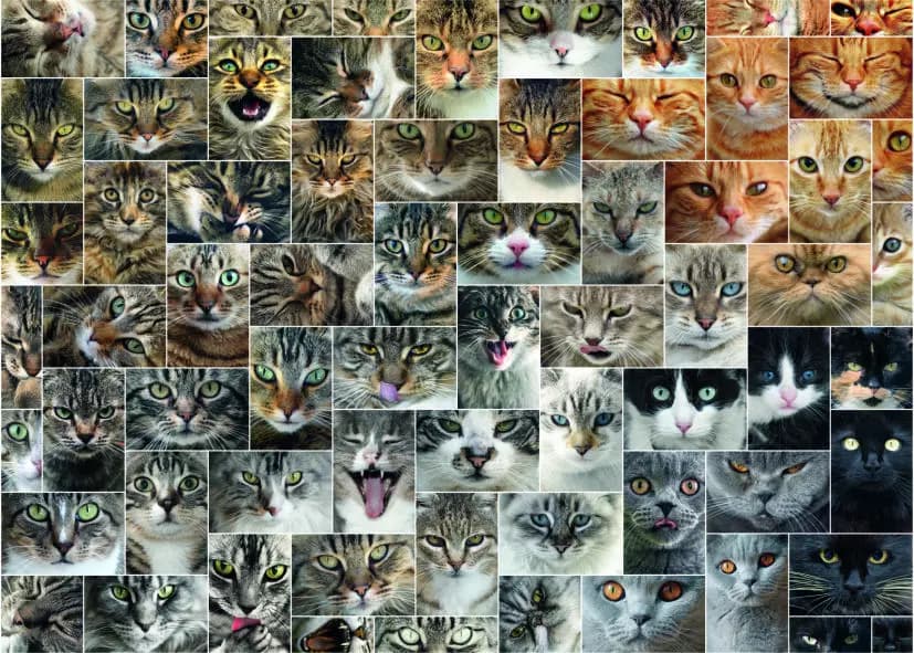 D-Toys - Puzzle Cats - collage - 1000 dielov