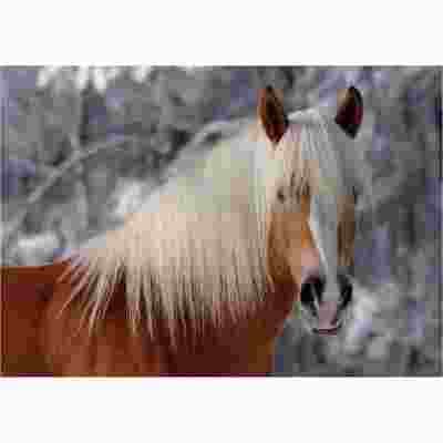 D-Toys - Puzzle Horses Magic: Haflinger - 240 dielov