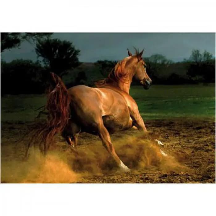 D-Toys - Puzzle Running horse - 1000 dielov
