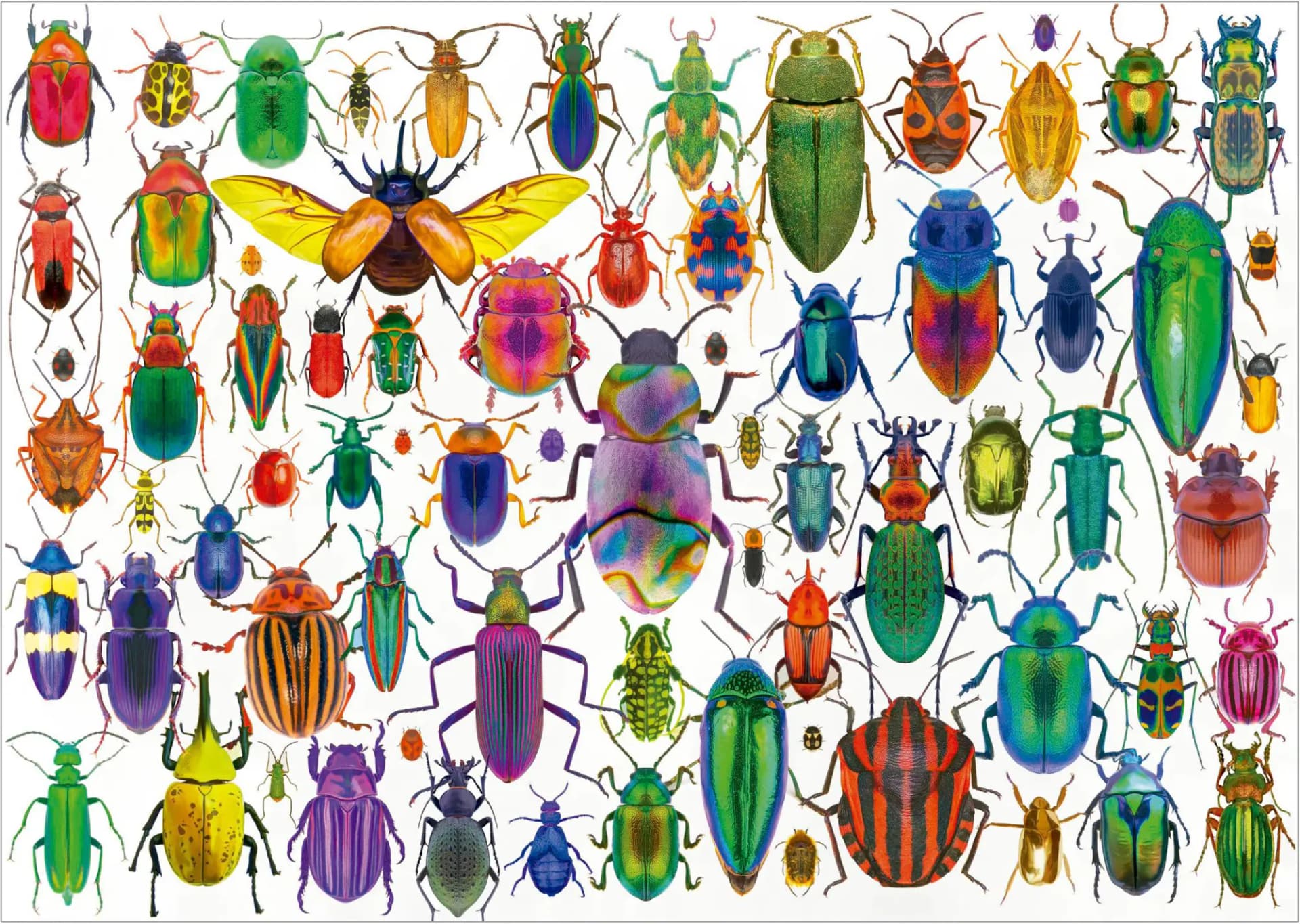 Educa - Puzzle Beetles - 500 dielov