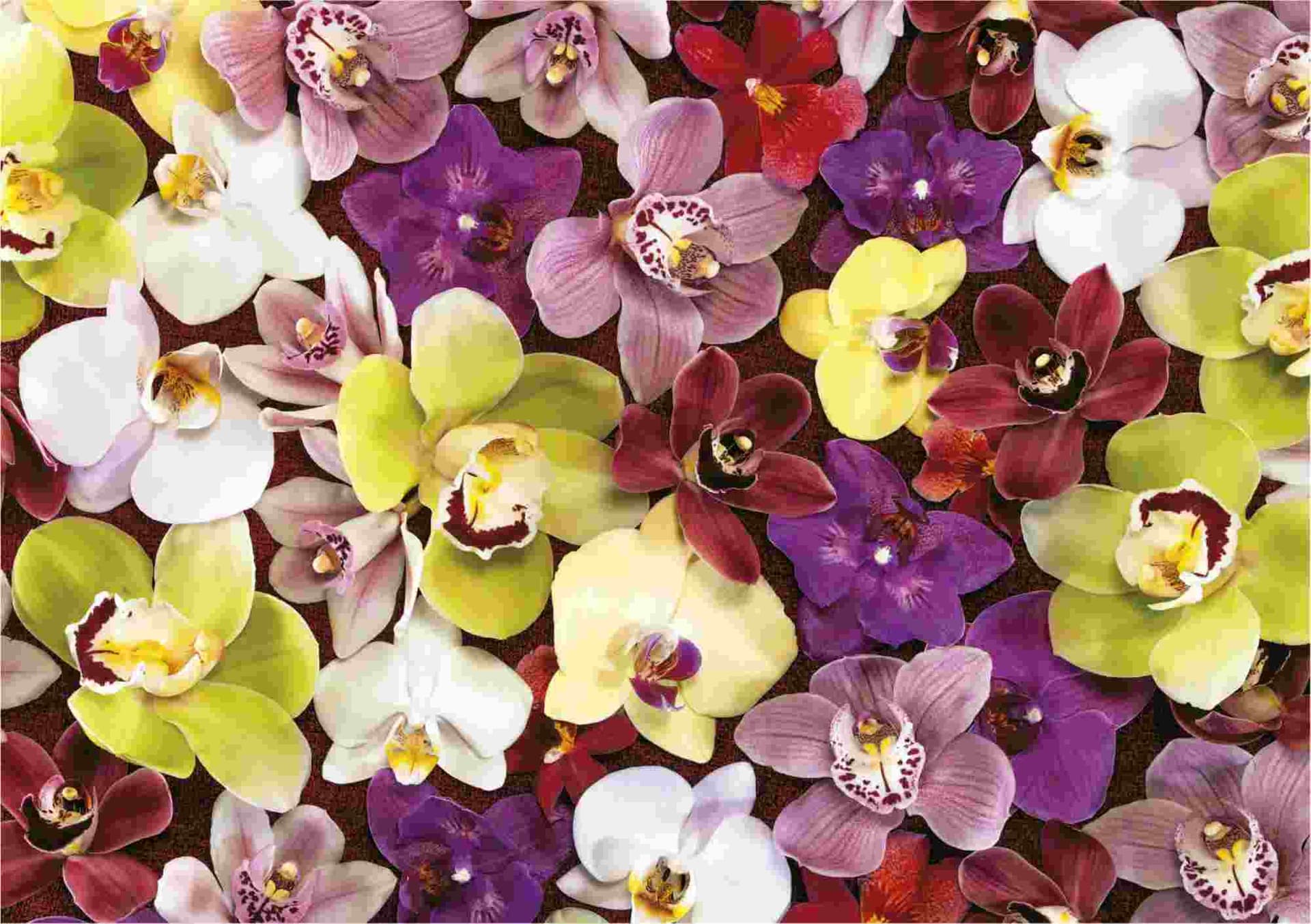 Educa - Puzzle Orchid Collage - 1000 dielov