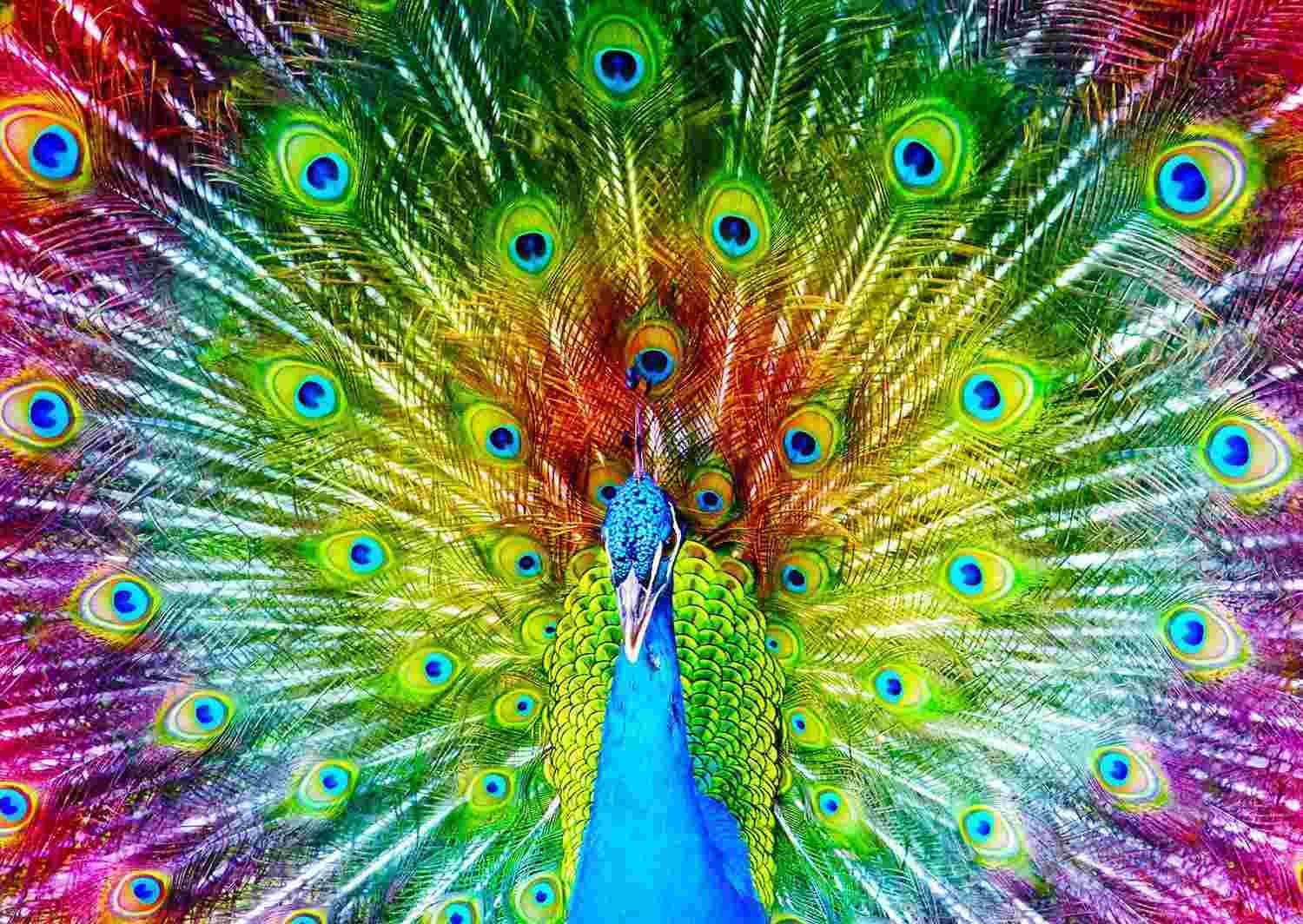 Enjoy - Puzzle Colorful Peacock - 1000 dielov