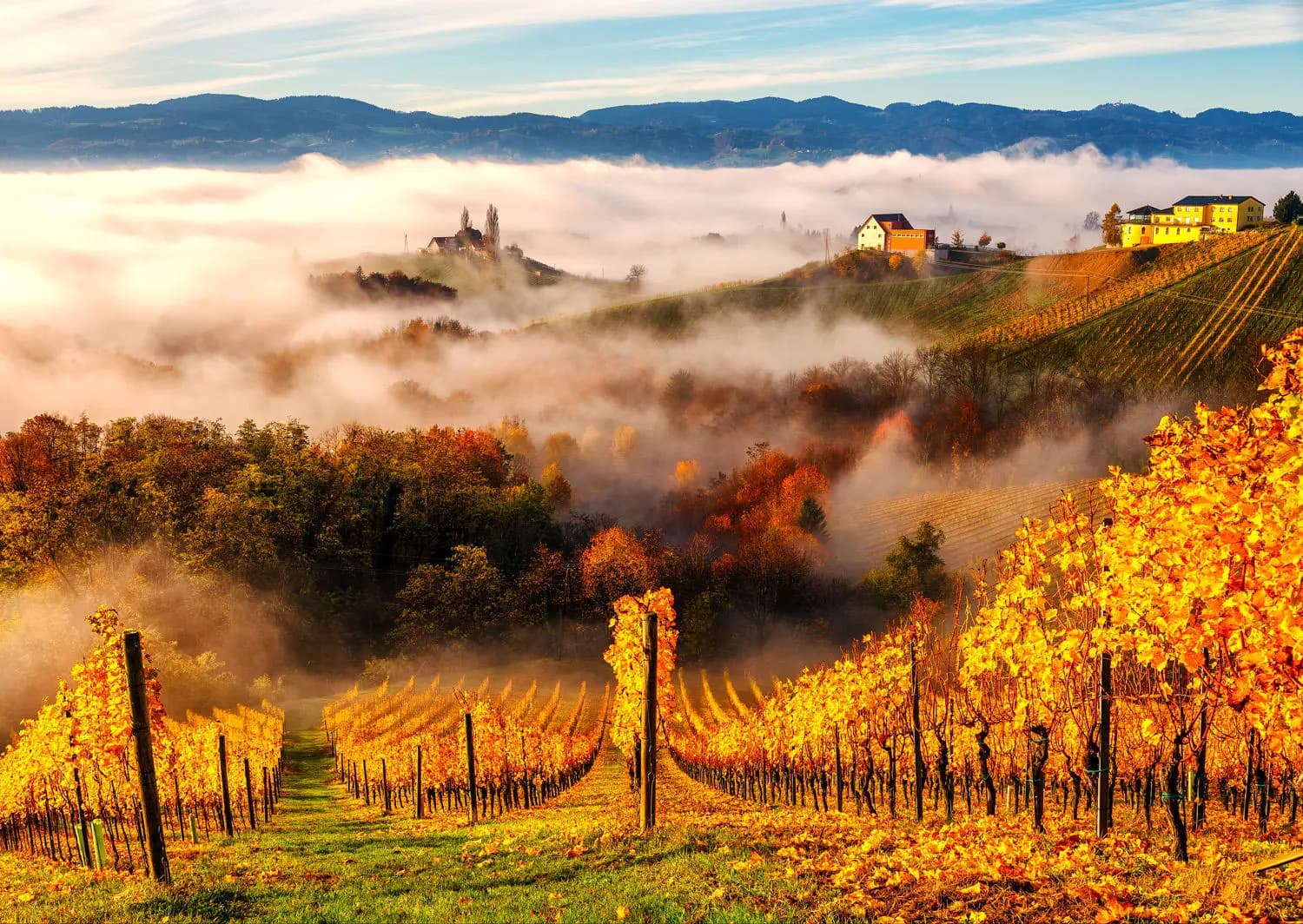Enjoy - Puzzle In the Vineyards - 1000 dielov