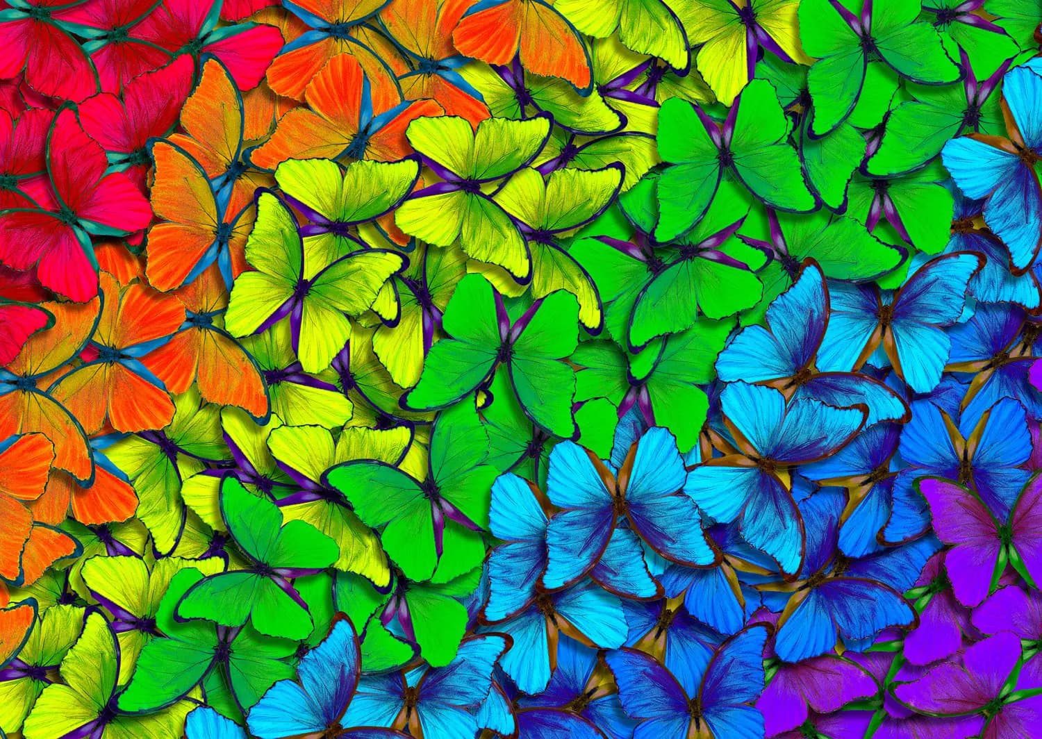Enjoy - Puzzle Rainbow Butterflies - 1000 dielov