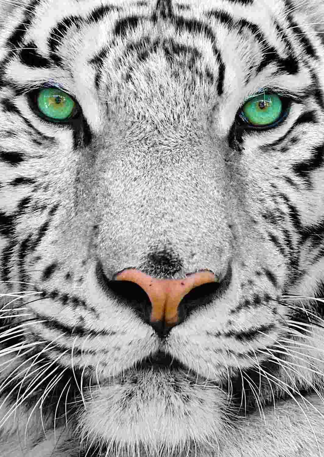 Enjoy - Puzzle White Siberian Tiger - 1000 dielov