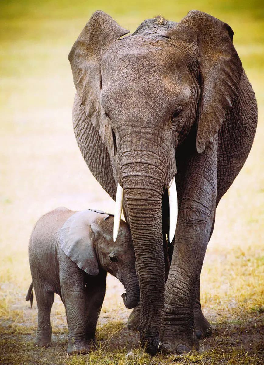 Eurographics - Puzzle Elephant and cub - 1000 dielov
