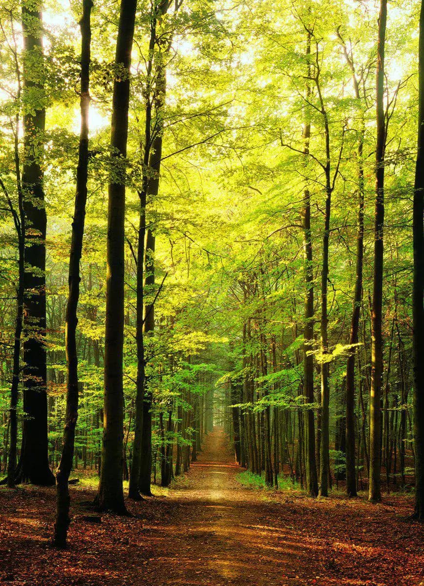 Eurographics - Puzzle Forest Path - 1000 dielov