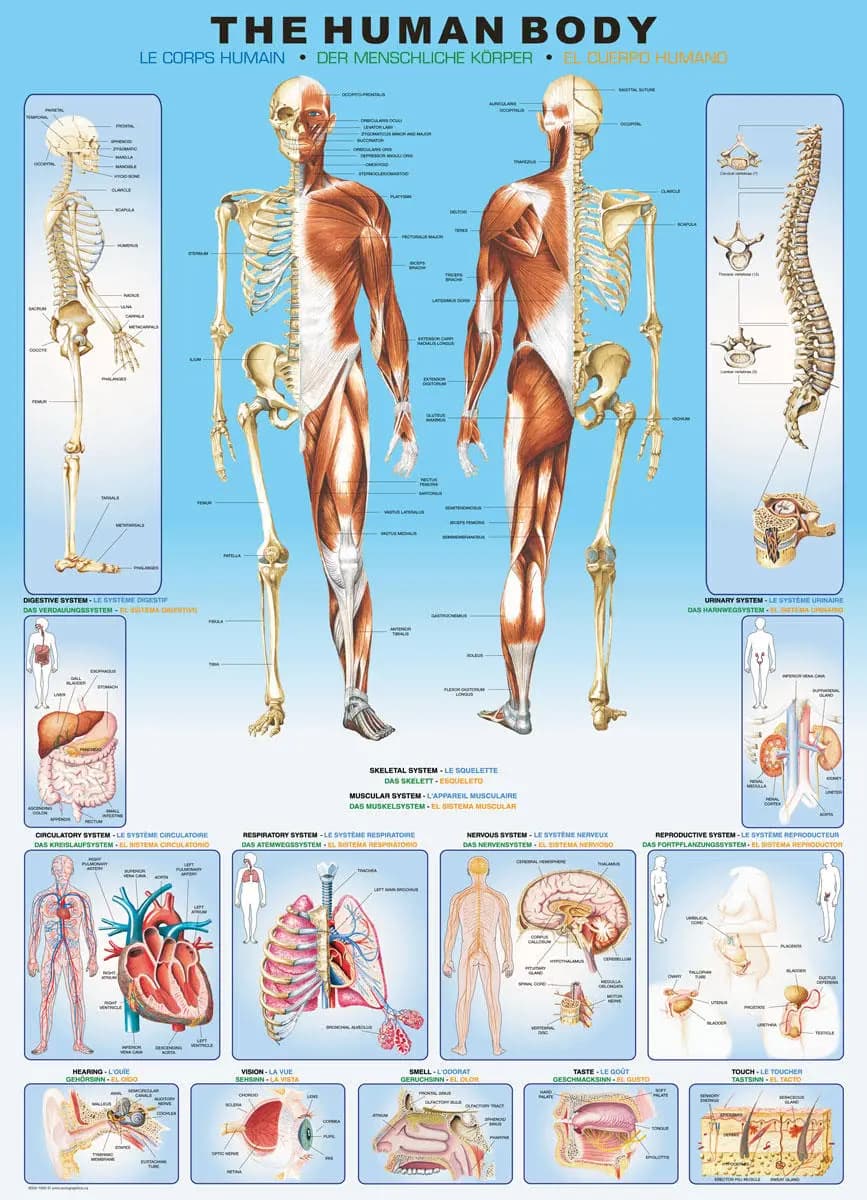 Eurographics - Puzzle Human body - 1000 dielov