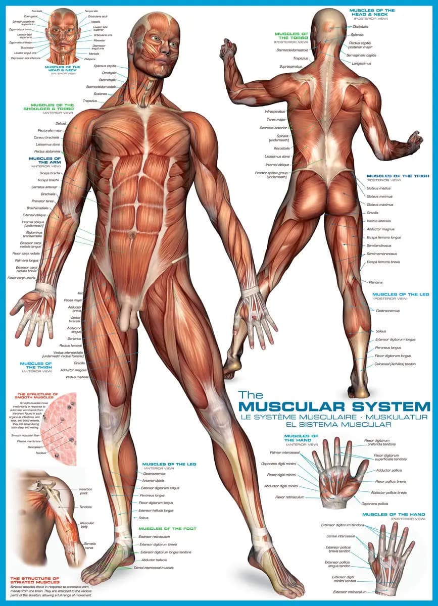 Eurographics - Puzzle Muscles - 1000 dielov