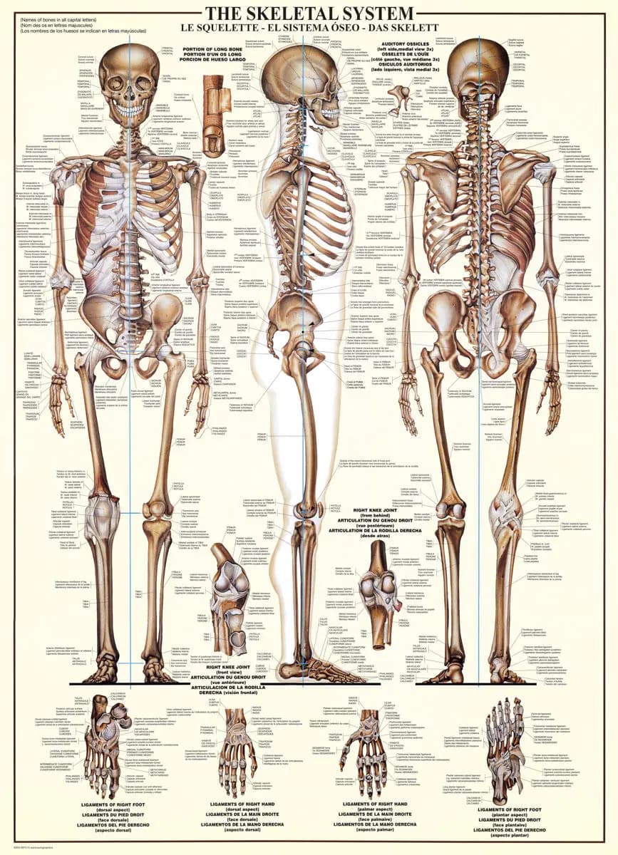 Eurographics - Puzzle Skeleton - 1000 dielov