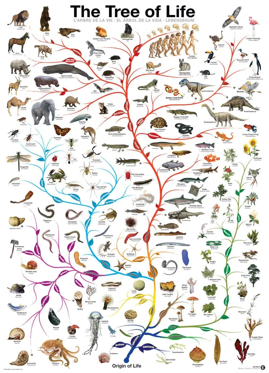Eurographics - Puzzle The Tree of Life - 1000 dielov