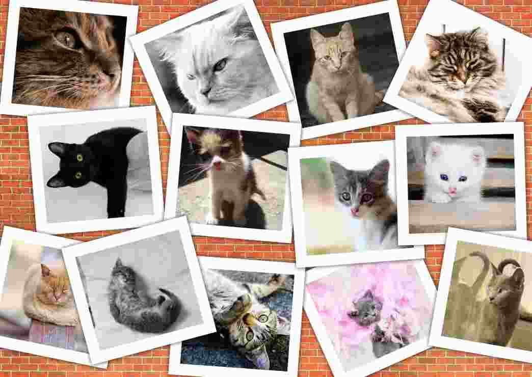 Grafika - Puzzle Cats - 2000 dielov
