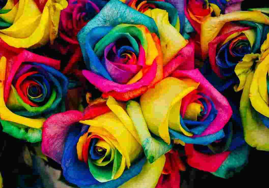 Grafika - Puzzle Roses - 1000 dielov