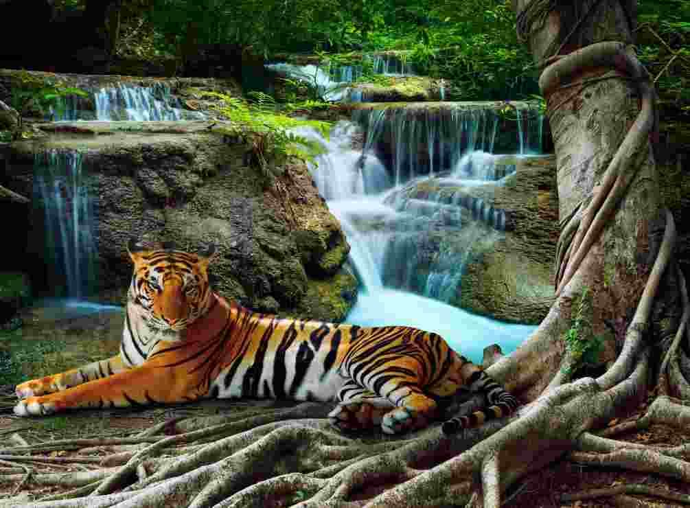 Grafika - Puzzle Tiger in the forest - 2000 dielov