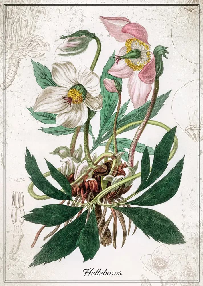 Interdruk - Puzzle Botanic Helleborus - 1000 dielov