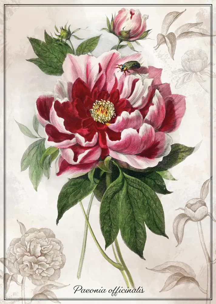 Interdruk - Puzzle Botanic Peony - 1000 dielov