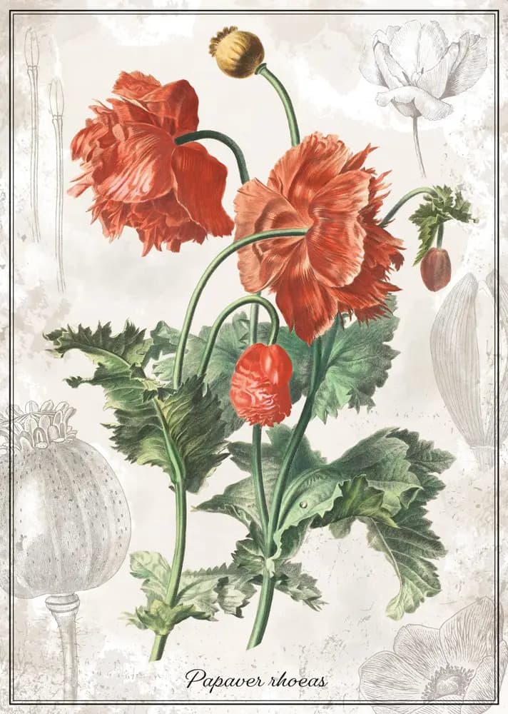 Interdruk - Puzzle Botanic Poppy - 1000 dielov
