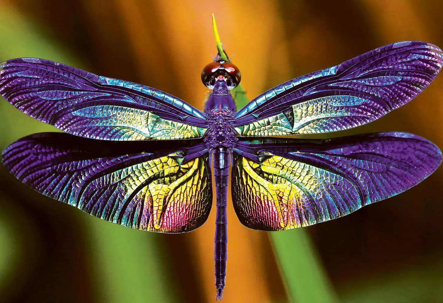 Interdruk - Puzzle Dragonfly - 250 dielov