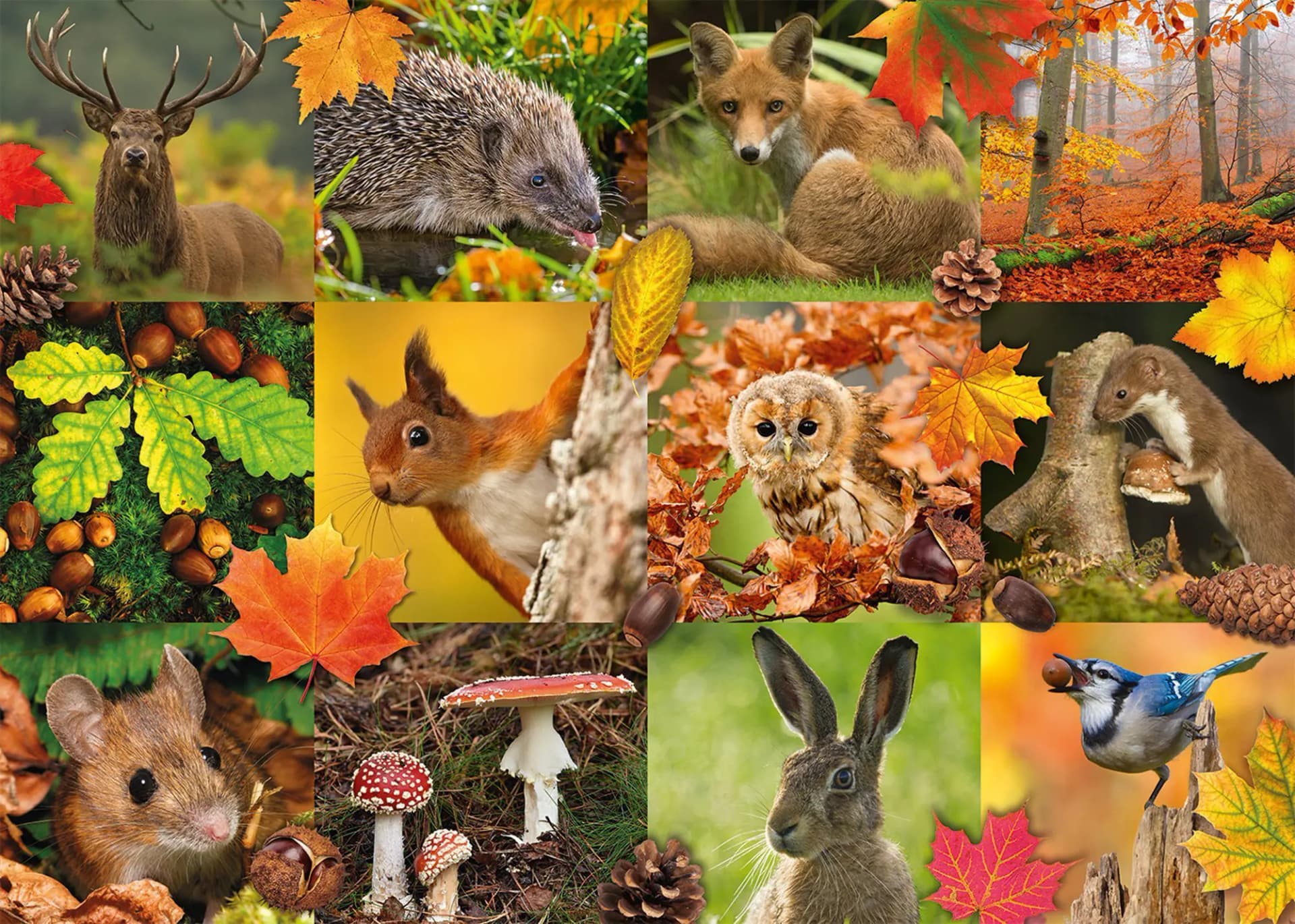 Jumbo - Puzzle Autumn Animals - 1000 dielov