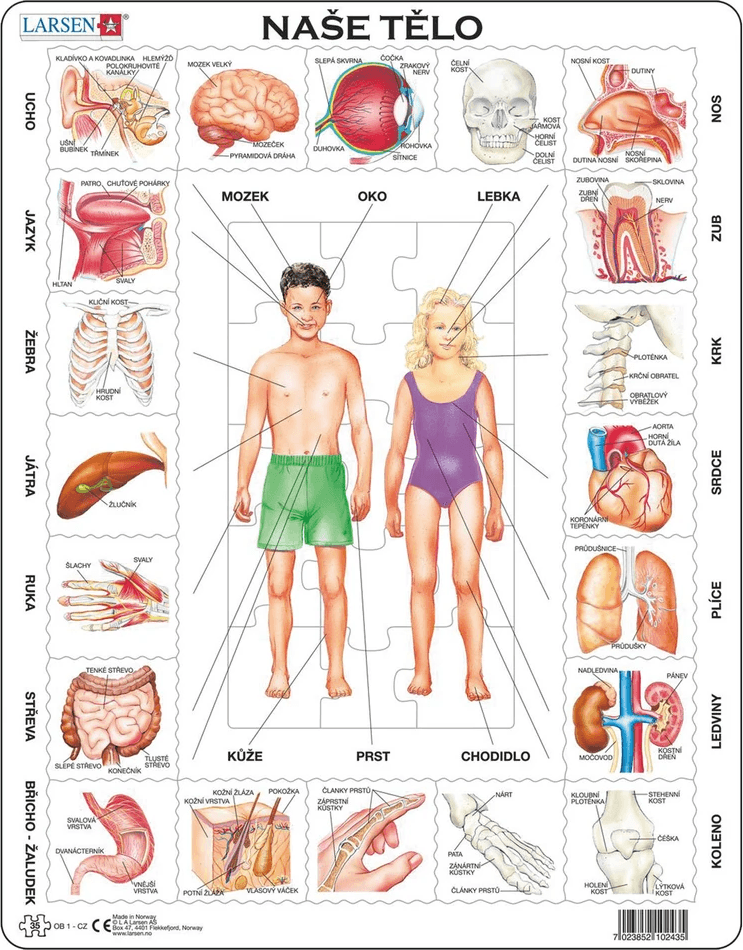 LARSEN Puzzle Naše tělo 35 dílků